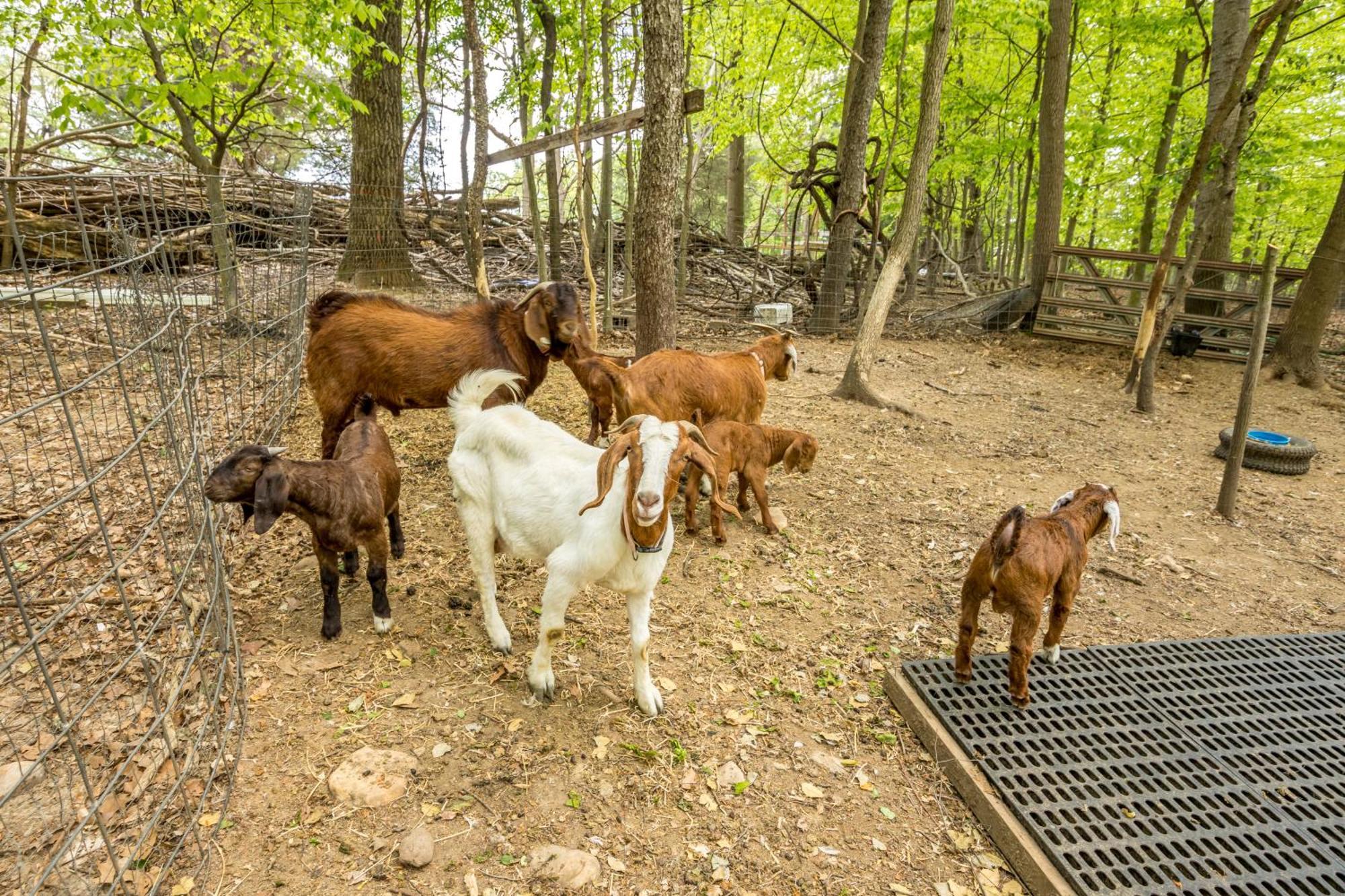 Watch Deer From A Farm Cottage Bel Air Exterior photo