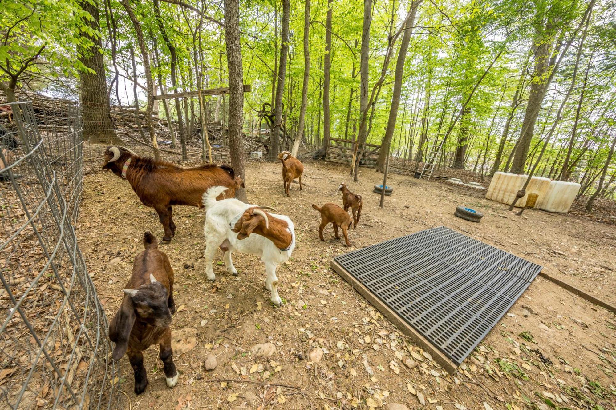 Watch Deer From A Farm Cottage Bel Air Exterior photo